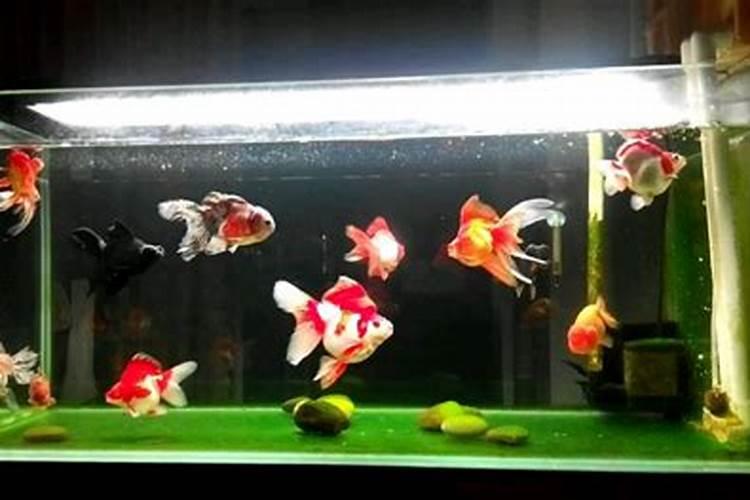 风水中养几条鱼旺财运？
