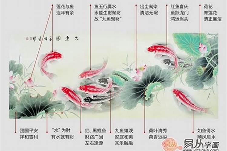 家里放几条招财鱼好呢？