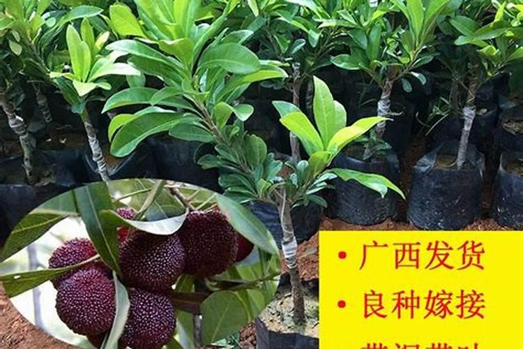 院子西边种什么树风水好,庭院西边栽什么树