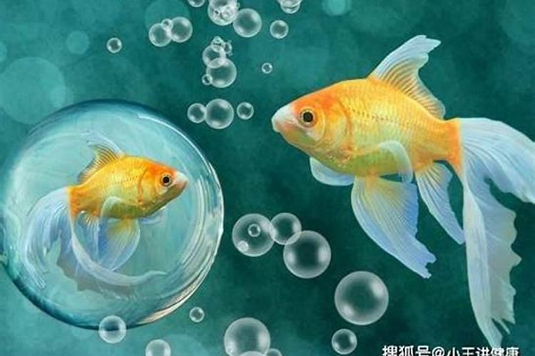 养金鱼风水有什么讲究和禁忌？ 家里养鱼有什么讲究