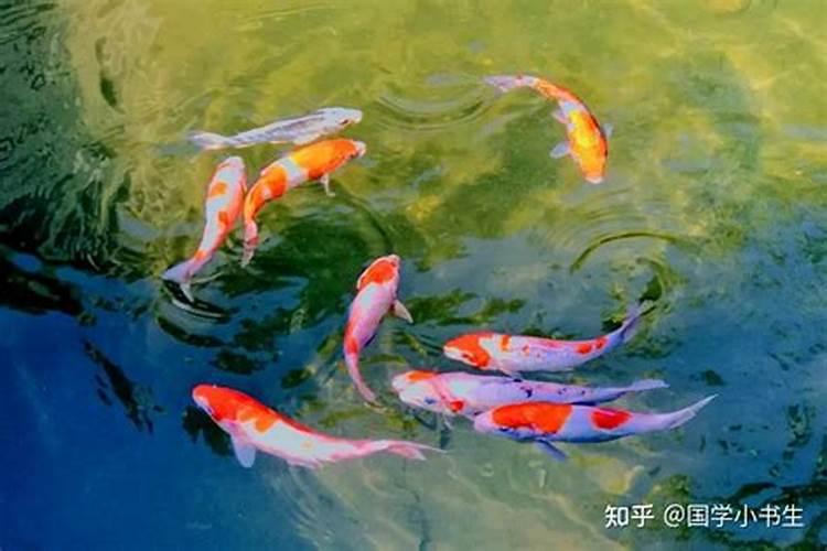 金鱼在客厅里放什么位置最好 金鱼在客厅里放的地方