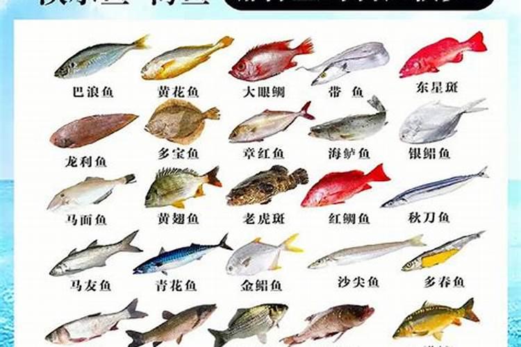 最旺财的鱼是什么鱼