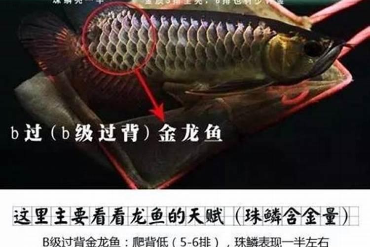 养鱼风水:龙鱼是不是风水鱼？