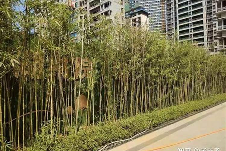 从风水学上说,竹子栽在住房的什么位置最好？