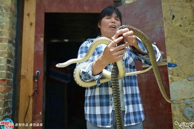 家里进蛇了应该怎么处理？