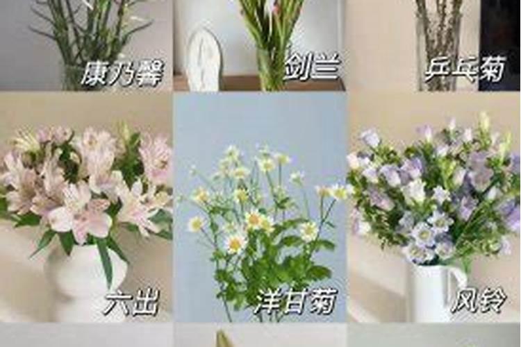 厅门直对的墙处适合放什么花