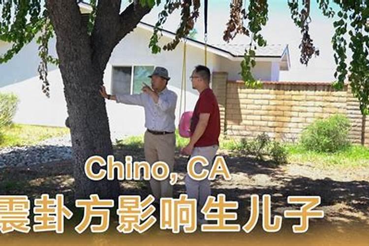 房屋东面有树风水好吗？