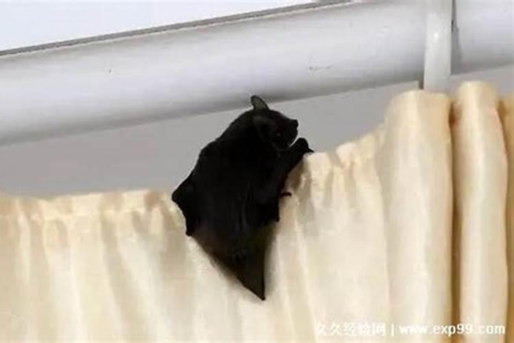 我家旁边几十只蝙蝠做窝。。问下影响风水吗？