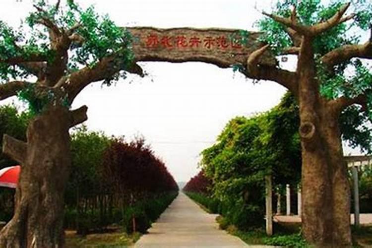 家里庭院种美国红枫好吗？庭院种红枫树什么品种合适？