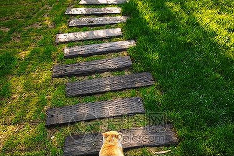 猫睡床上暗示什么风水