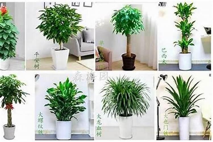 上班必看:办公室绿植风水