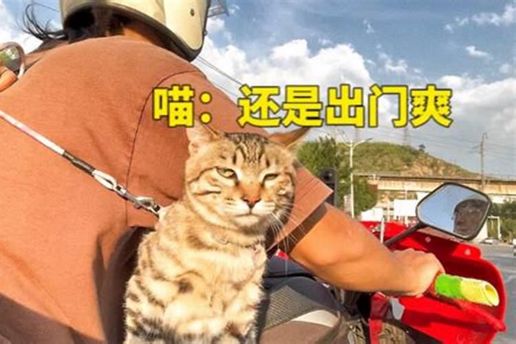 在非洲,为什么在挑选房子时会先让猫狗进屋转一圈？