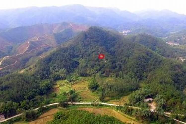 房子正东方风水种什么植物房子正东方风水种哪引起植物