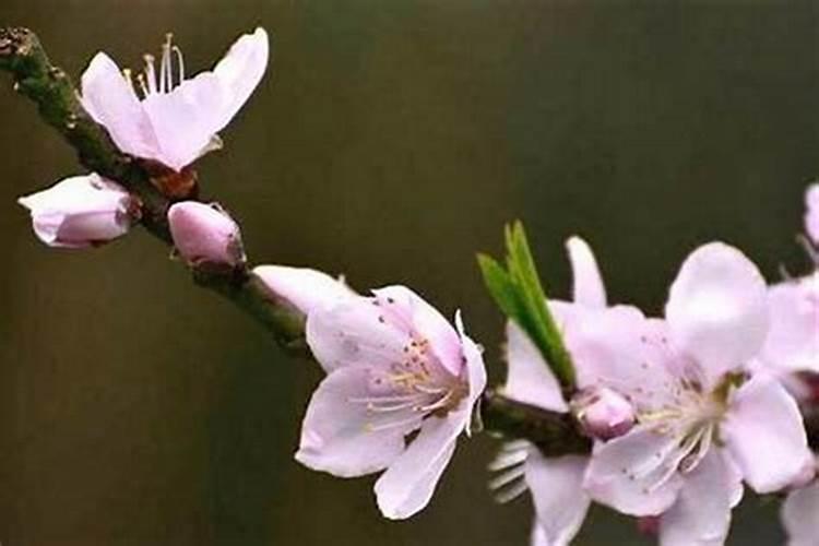 阴宅放什么物品辟邪
