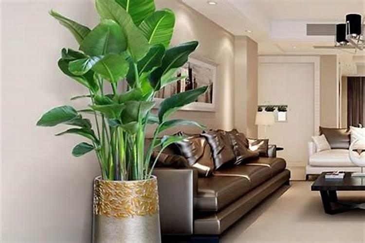 家里养什么花风水好:八种植物招财又旺宅!