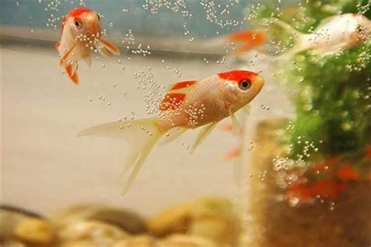 属牛人养几条锦鲤风水好？