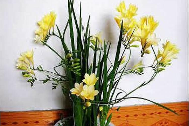 办公室养花五大吉祥风水植物