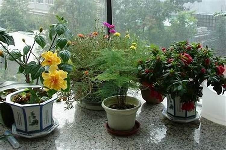 办公室门口放什么植物风水好 办公室盆栽摆放风水方位