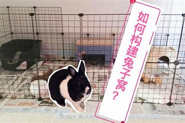 兔子在什么地方最旺财运