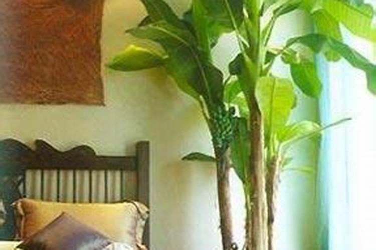 家里种桂花树风水禁忌