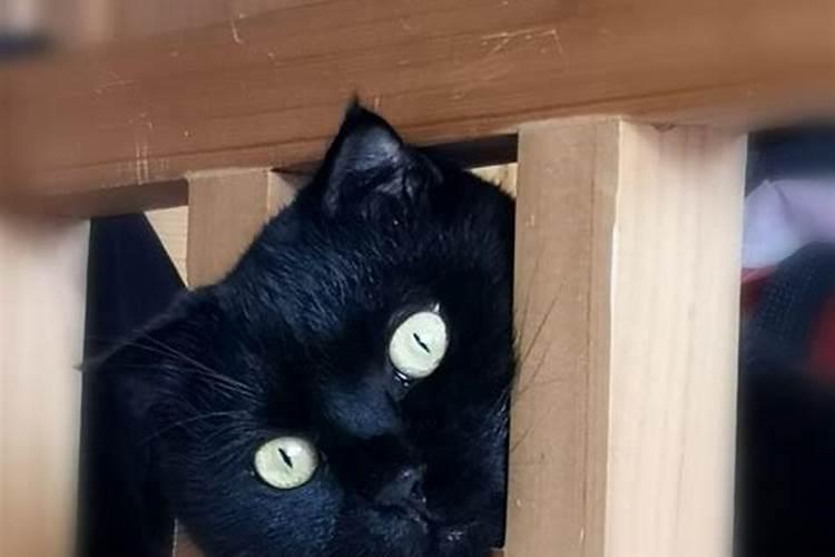 养黑猫对家里风水怎样
