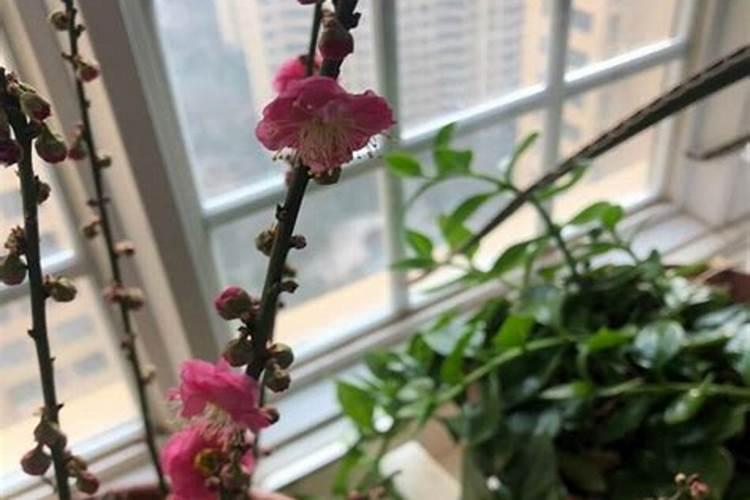 梅花风水禁忌梅花的风水