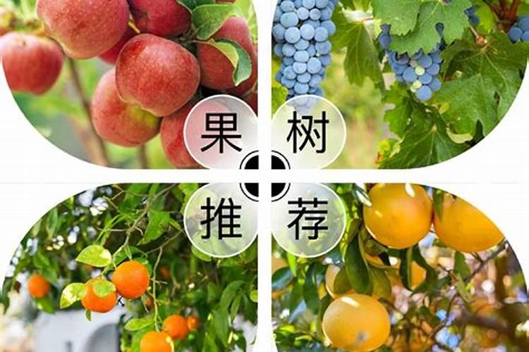 家居风水庭院果树种植位置