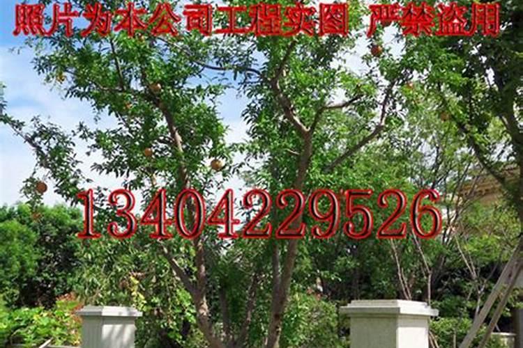 自家别墅种什么树对风水好