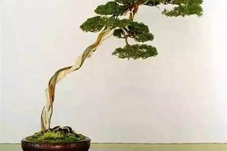 什么盆景辟邪最旺财