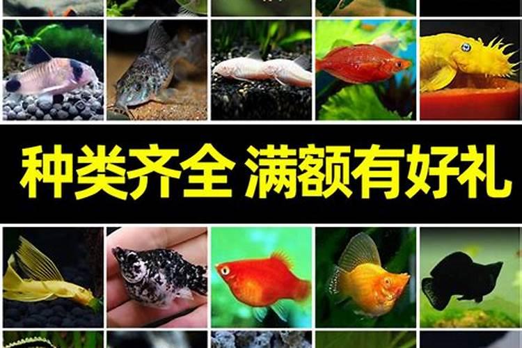 热带风水鱼有哪些