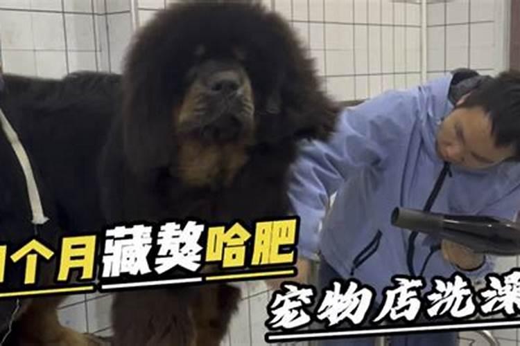 养什么狗最好运气最旺盛