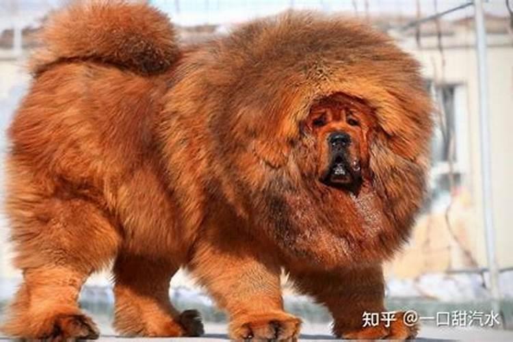 风水上什么狗阳气最旺运