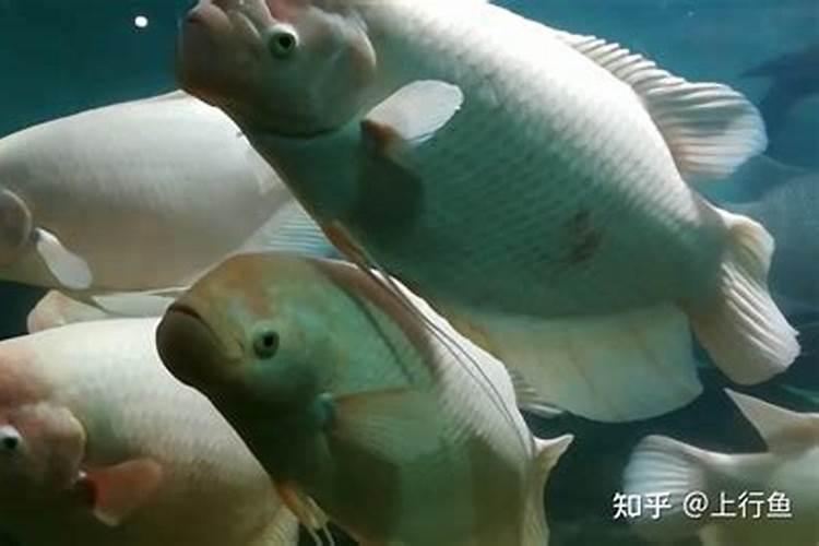 什么鱼缸最旺财运风水鱼