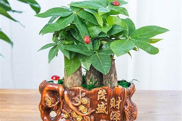 招财树养几盆好,招财树怎么才能养好
