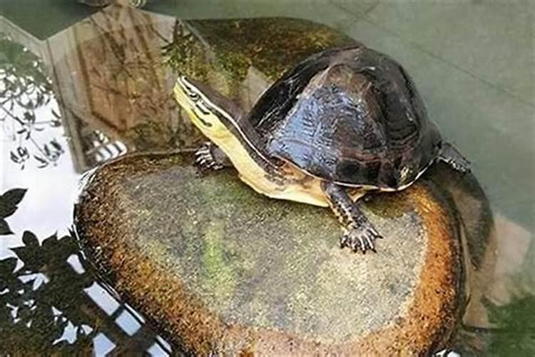 乌龟壳有什么风水寓意