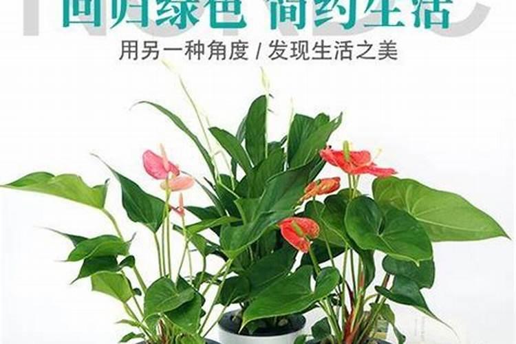 家居风水:室内千万别养这9种花,不但有毒还招来霉运!