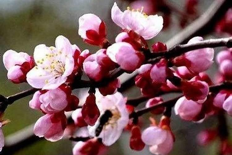 风水上家里不能种什么,风水学中家里养花的禁忌
