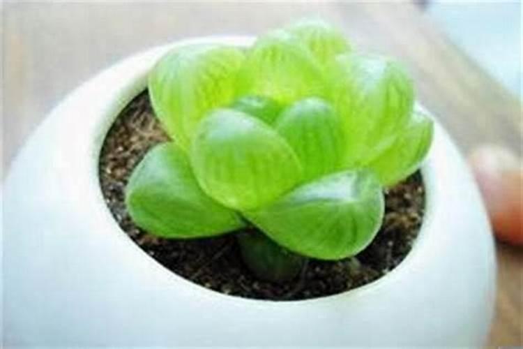 多肉植物养什么最旺财