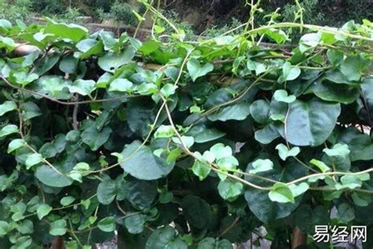 爬藤植物风水利大于弊是真的吗？