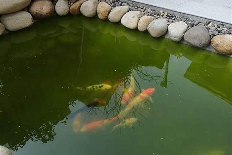 宅院种杨梅树风水好吗？