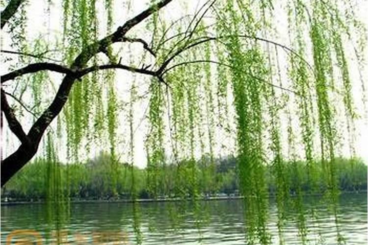 “家种5阴树,灾多人不富”,树分阴阳,宅院千万别乱种树