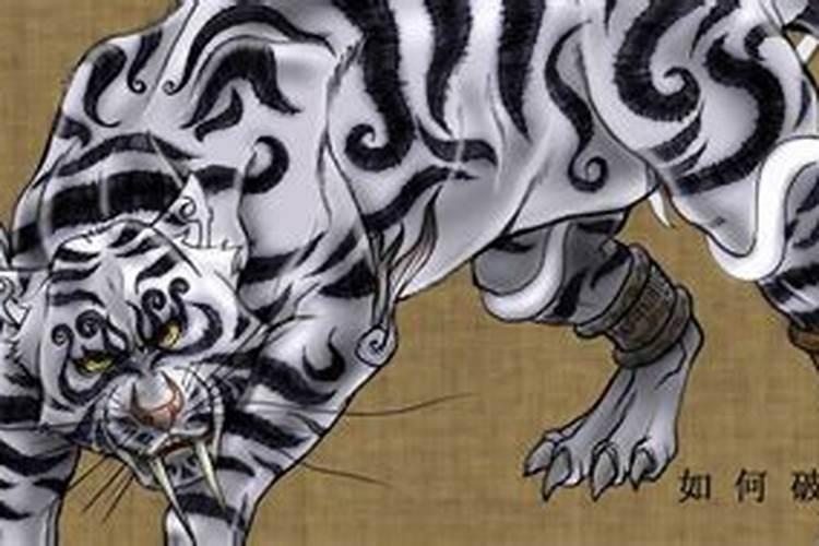 风水中白虎最怕什么
