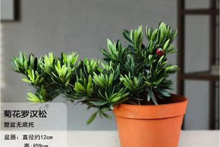 罗汉竹的风水作用及禁忌