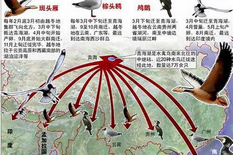 风水大师燕子做窝做了一半被另一只孤燕赶跑了,什么兆头？