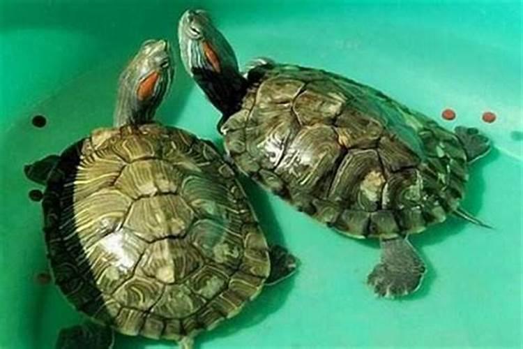 风水大师张万鹏的详细介绍？