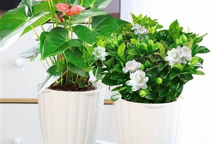 家里种什么花风水好 花卉植物风水解析