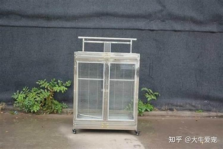 鸟在家窗外做窝的风水 家里养鸟财运好不好