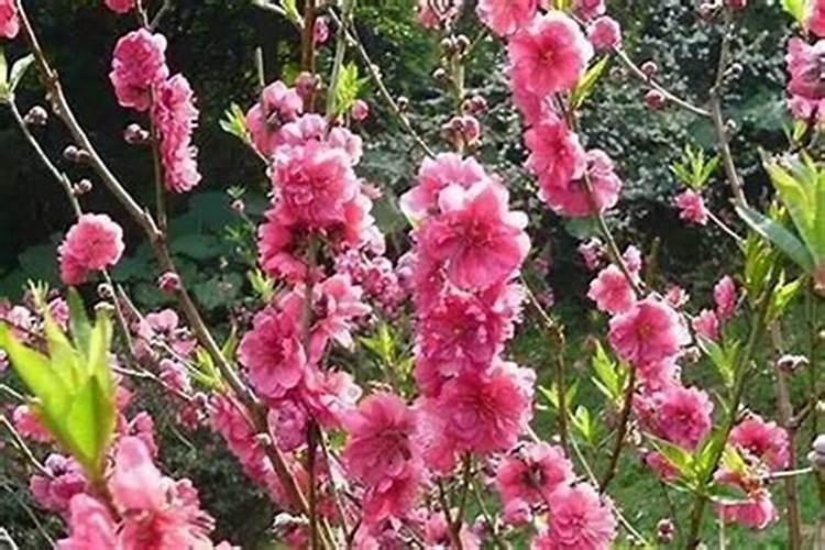 带桃花煞的女人