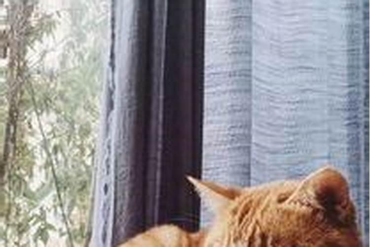 家里养猫财运好不好
