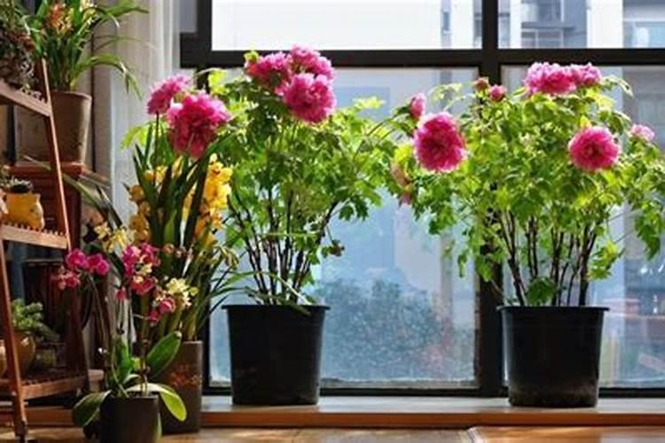 新家养什么花最旺家运